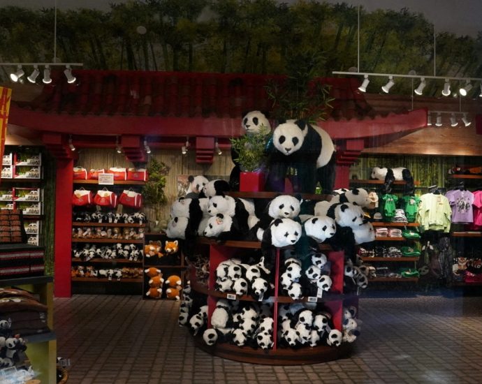 giant-pandas-arrive-at-zoo-atlanta,-renewing-conservation-partnership
