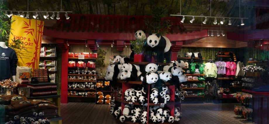 giant-pandas-arrive-at-zoo-atlanta,-renewing-conservation-partnership