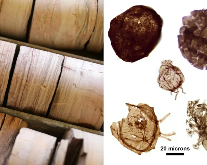 1.7-billion-year-old-fossils-reveal-a-crucial-clue-to-the-rise-of-complex-life
