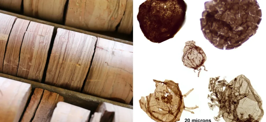 1.7-billion-year-old-fossils-reveal-a-crucial-clue-to-the-rise-of-complex-life