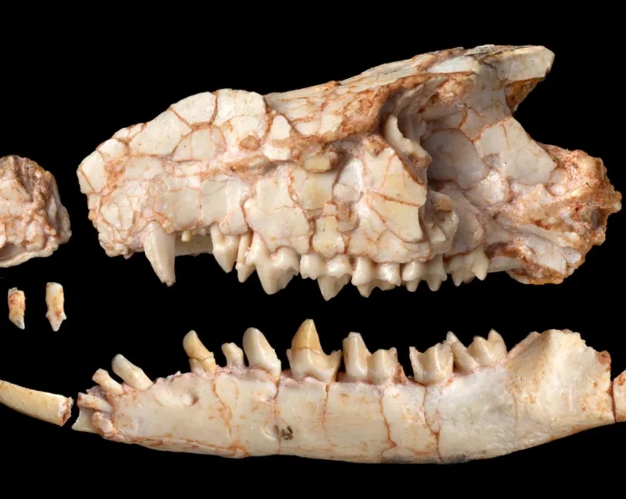 scientists-were-wrong-about-this-strange-mammal-for-nearly-40-years