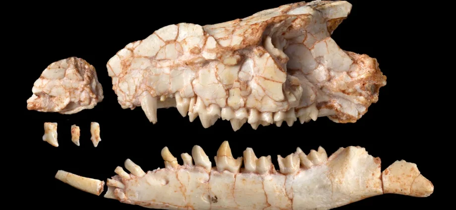 scientists-were-wrong-about-this-strange-mammal-for-nearly-40-years