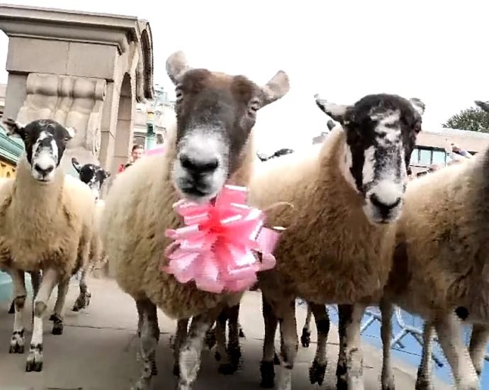 london’s-southwark-bridge-turns-into-woolly-parade-at-annual-sheep-drive-charity-event