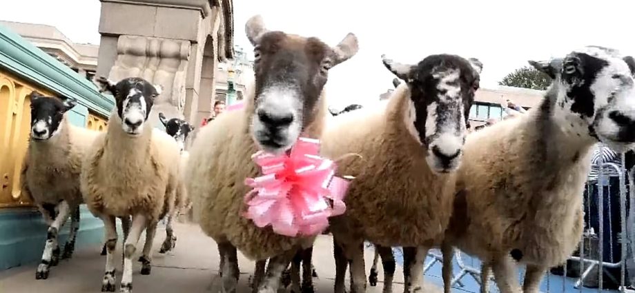 london’s-southwark-bridge-turns-into-woolly-parade-at-annual-sheep-drive-charity-event