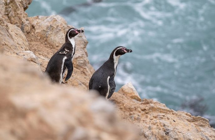 peru’s-penguins-are-on-the-brink-a-super-el-nino-could-make-it-worse.