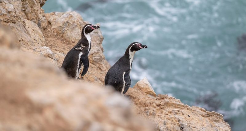 peru’s-penguins-are-on-the-brink-a-super-el-nino-could-make-it-worse.