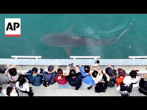 busan-authorities-fail-to-guide-shark-to-open-sea