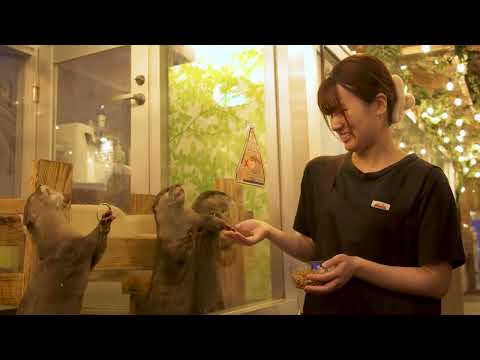 japan-launches-first-nationwide-survey-of-animal-cafes
