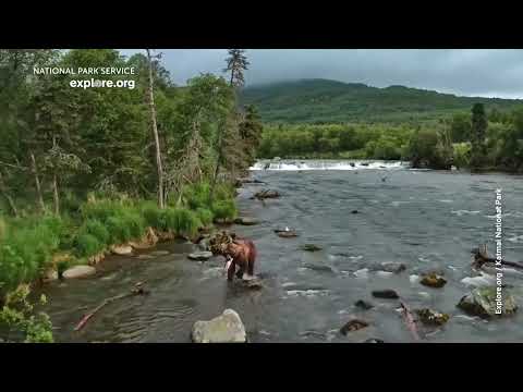 the-fattest-bear-in-alaska?-‘backpack’-takes-out-2026-fat-bear-title