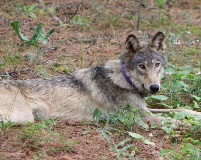california-revives-wildlife-coexistence-program-amid-record-wolf-pup-boom