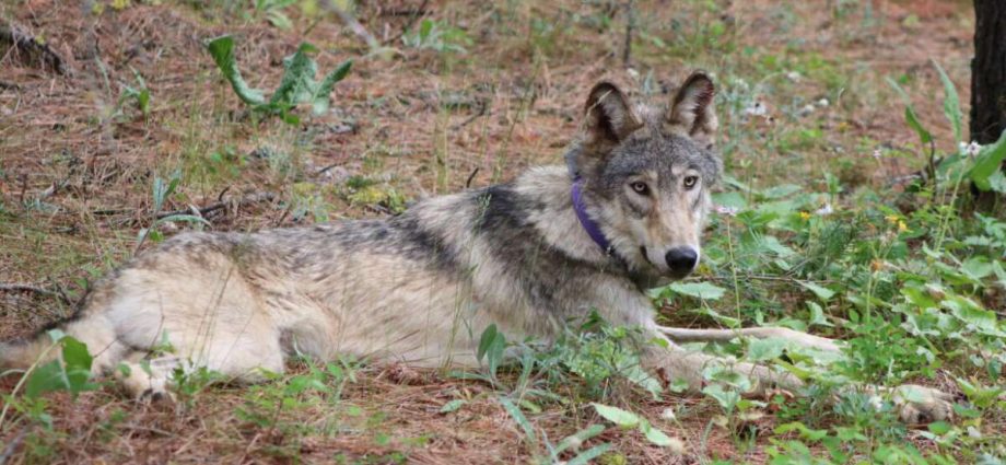 california-revives-wildlife-coexistence-program-amid-record-wolf-pup-boom