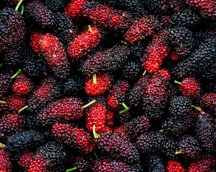 mulberry-may-reshape-gut-bacteria-and-influence-metabolism