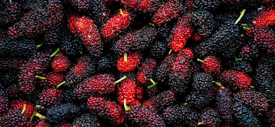 mulberry-may-reshape-gut-bacteria-and-influence-metabolism