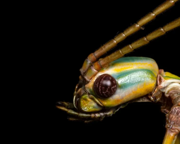 this-giant-stick-insect-fooled-scientists-for-decades