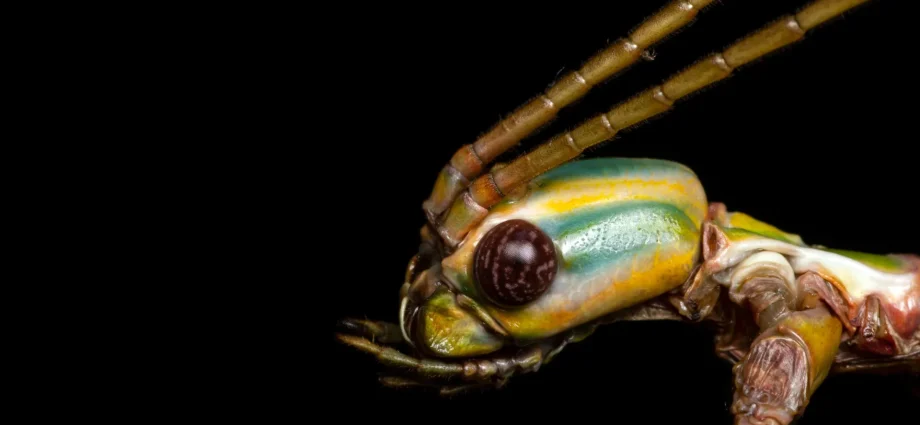this-giant-stick-insect-fooled-scientists-for-decades