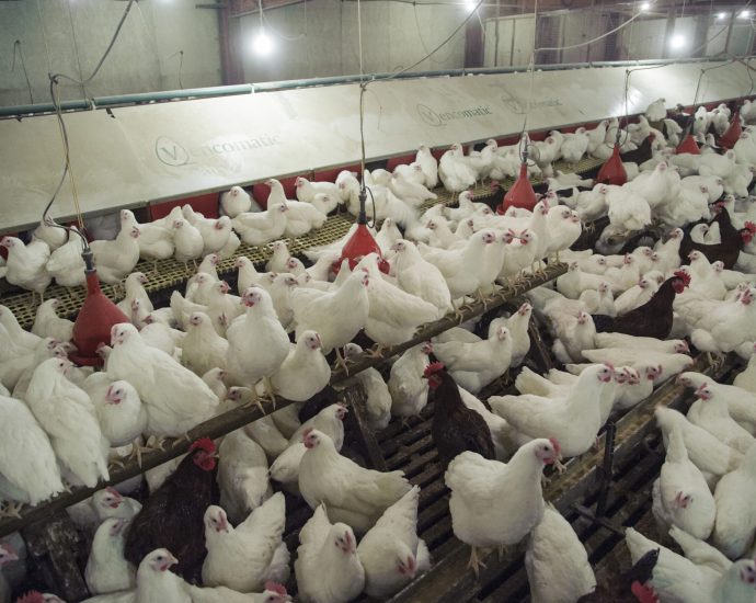 exclusive:-pig-and-poultry-air-pollution-costs-uk-over-130-million-a-year