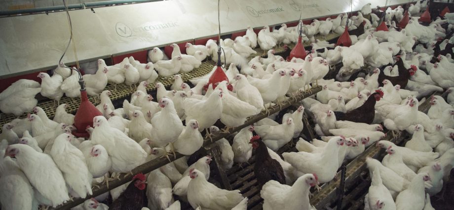 exclusive:-pig-and-poultry-air-pollution-costs-uk-over-130-million-a-year  