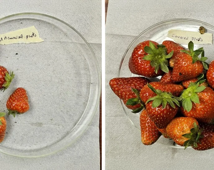new-“plant-armor”-more-than-triples-strawberry-yields