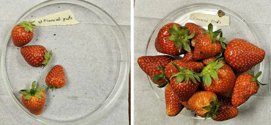 new-“plant-armor”-more-than-triples-strawberry-yields