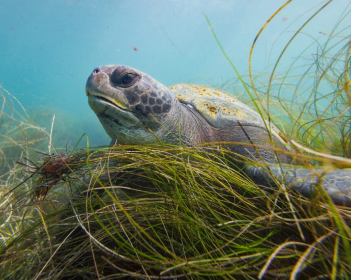 california-to-vote-on-landmark-tribal-petitions-for-coastal-protections