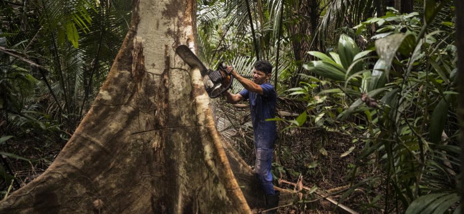 future-of-amazon-rainforest-policies-at-stake-in-brazilian-presidential-election