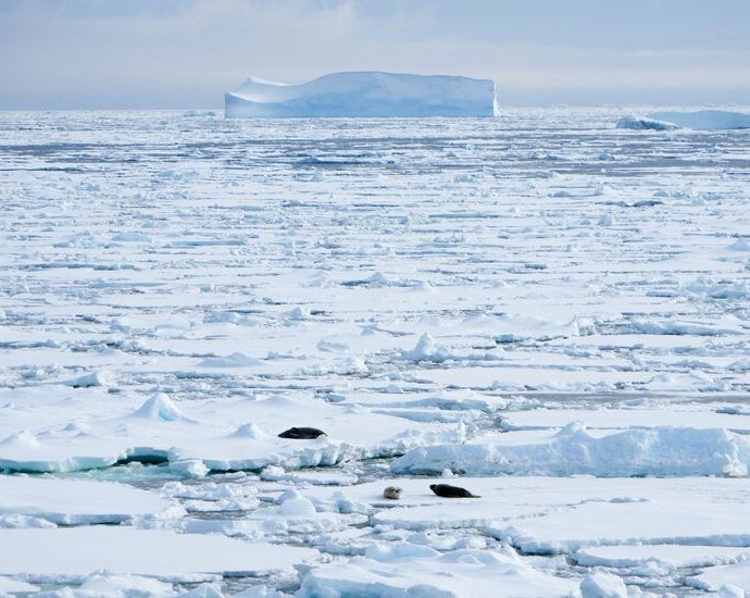the-macarthur-‘genius’-studying-sea-ice-secrets