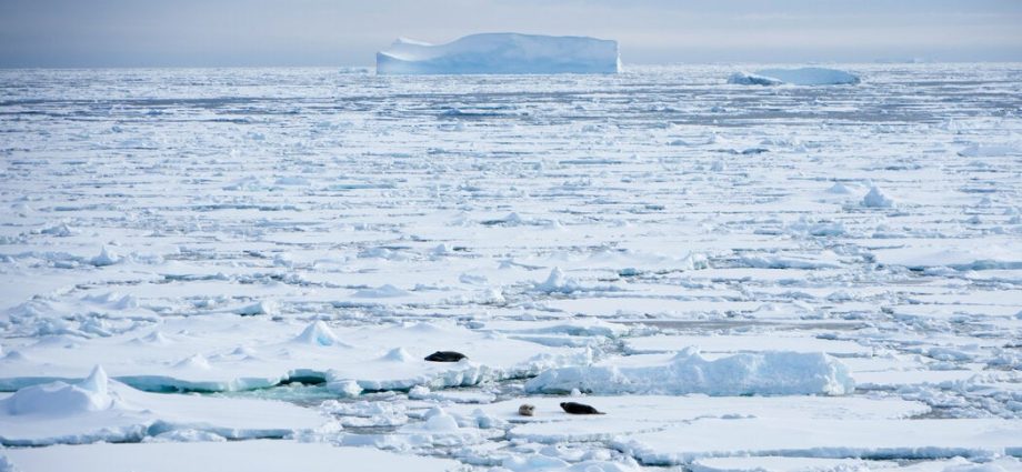 the-macarthur-‘genius’-studying-sea-ice-secrets