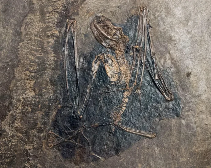 bats-may-have-first-evolved-in-europe-65-million-years-ago