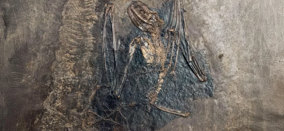 bats-may-have-first-evolved-in-europe-65-million-years-ago