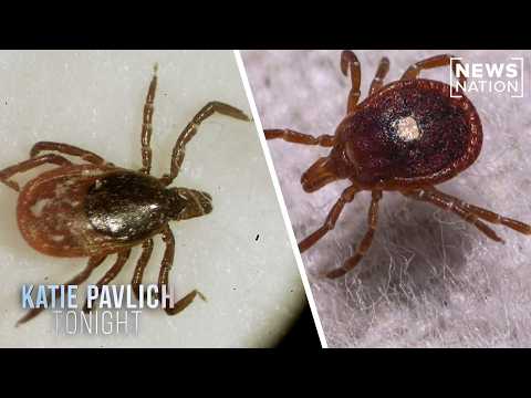 lyme-disease:-author-examines-potential-link-with-bioweapons-|-katie-pavlich-tonight