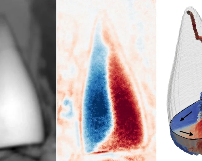 97-million-year-old-fossils-reveal-the-earliest-known-animal-“gps”
