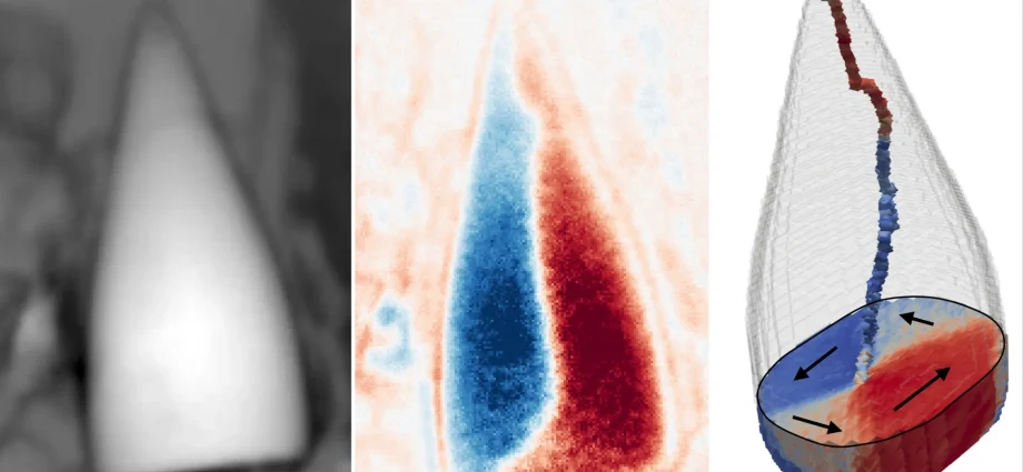 97-million-year-old-fossils-reveal-the-earliest-known-animal-“gps”