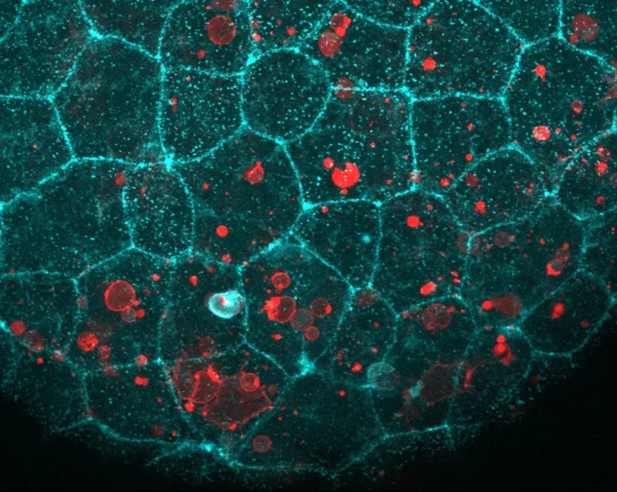 the-“glue”-holding-your-cells-together-has-a-surprising-second-job