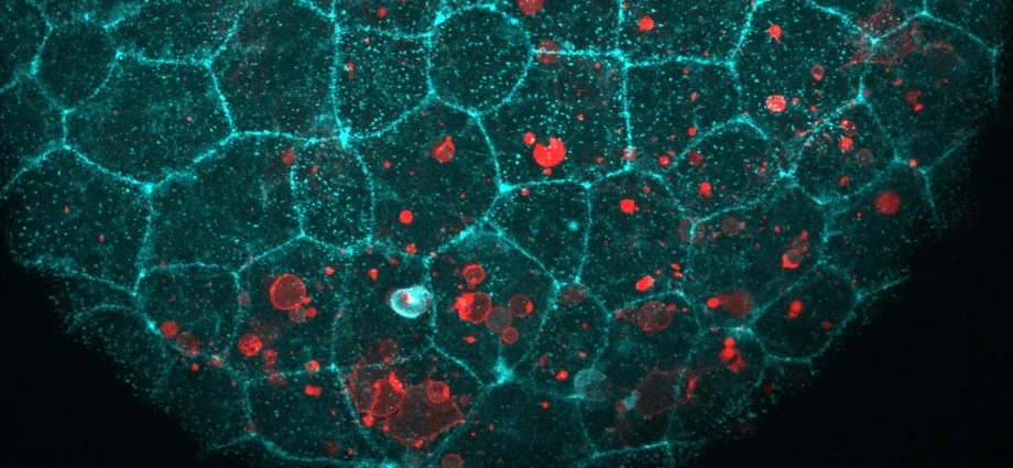 the-“glue”-holding-your-cells-together-has-a-surprising-second-job