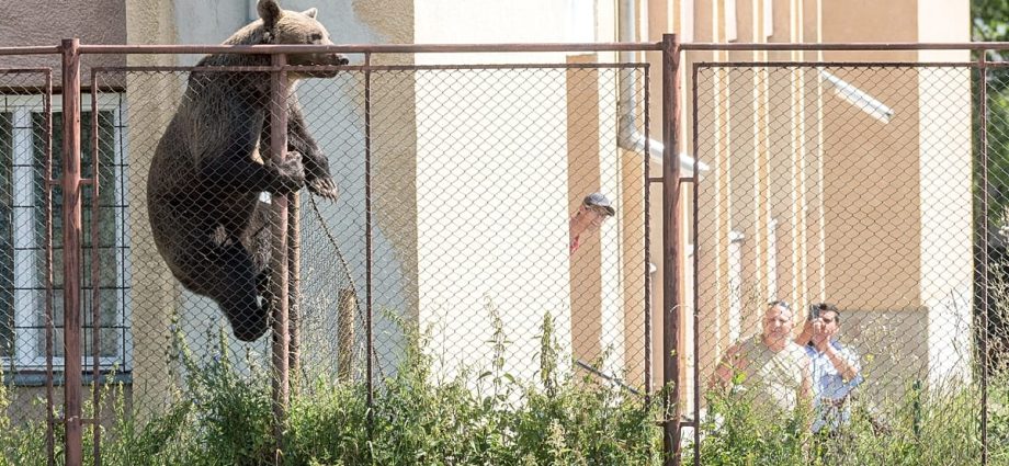 romanian-president-signs-law-regulating-bear-population-cull