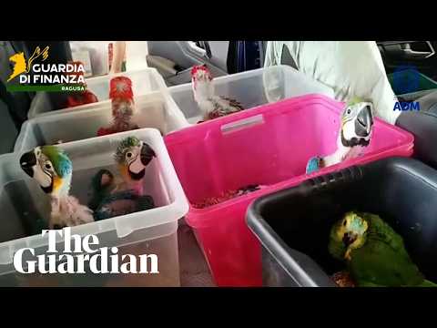 italian-authorities-seize-377-exotic-animals-hidden-in-car-at-sicily-port