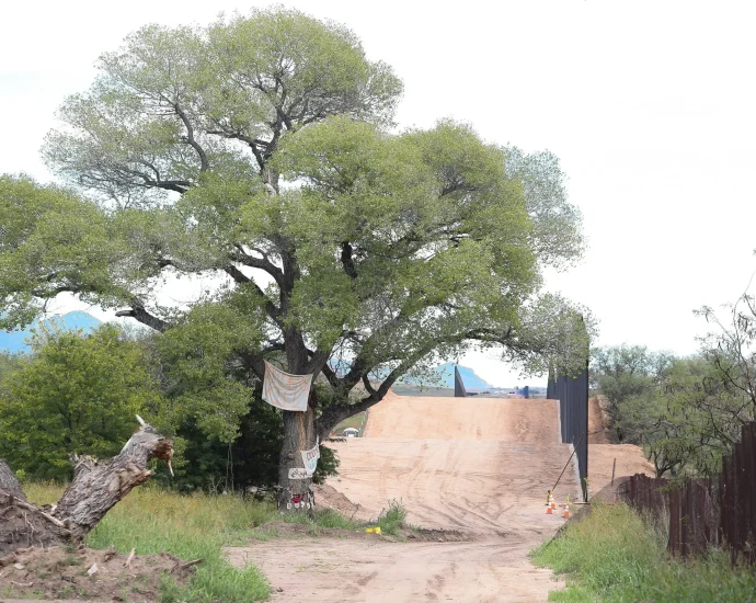 final-‘grandmother’-cottonwood-toppled,-protesters-arrested-in-arizona