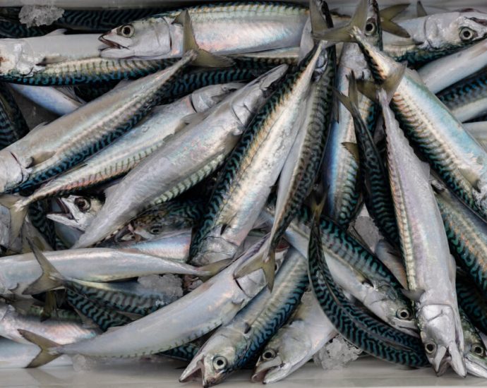 retailers-warn-europe’s-fishing-industry-to-stop-overfishing