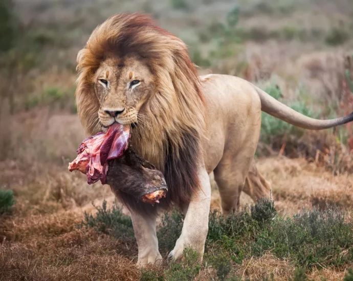 scientists-changed-how-zoo-lions-eat.-their-wild-side-came-out