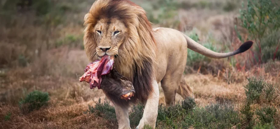 scientists-changed-how-zoo-lions-eat.-their-wild-side-came-out