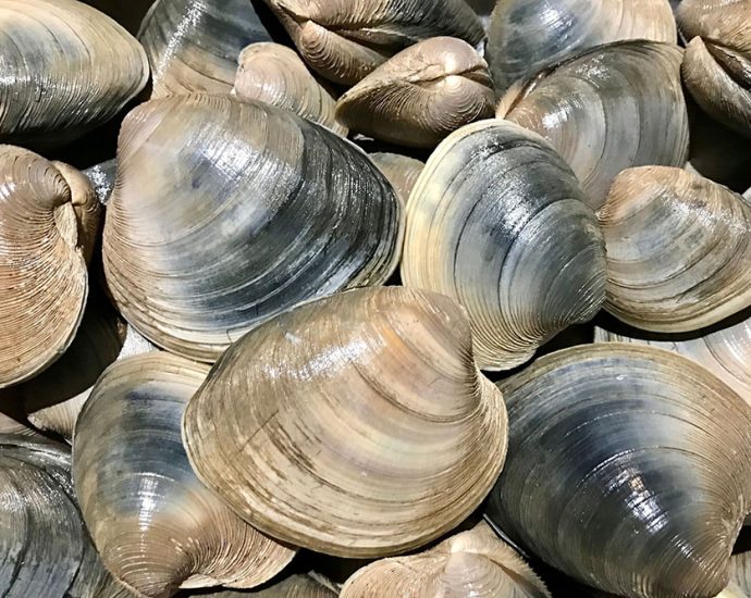 turning-the-tide-on-massachusetts-shellfishing-data