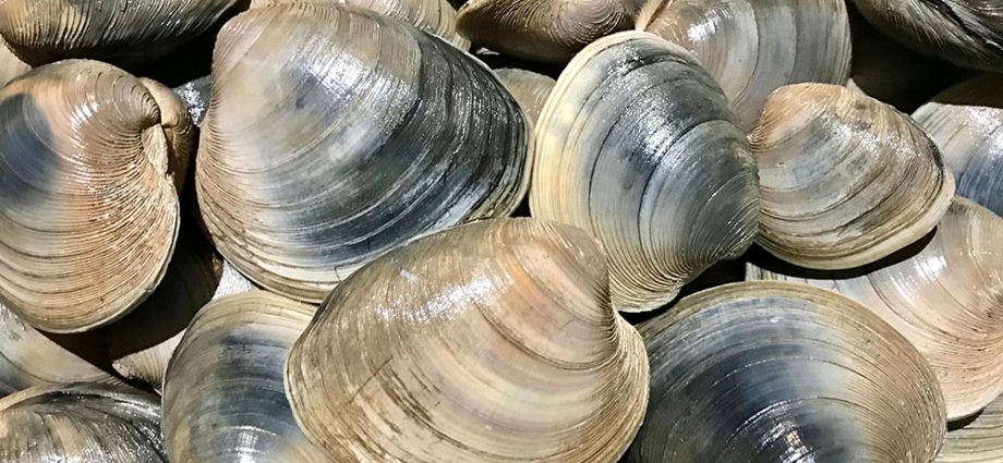turning-the-tide-on-massachusetts-shellfishing-data