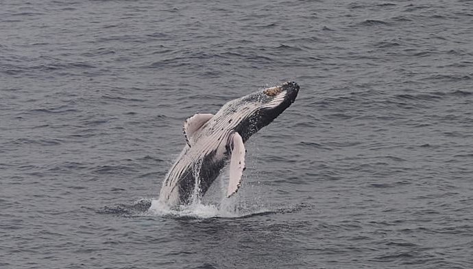 southern-right-whales-return-to-south-africa,-drawing-crowds-to-the-coast