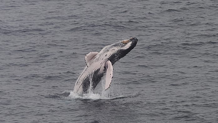 southern-right-whales-return-to-south-africa,-drawing-crowds-to-the-coast