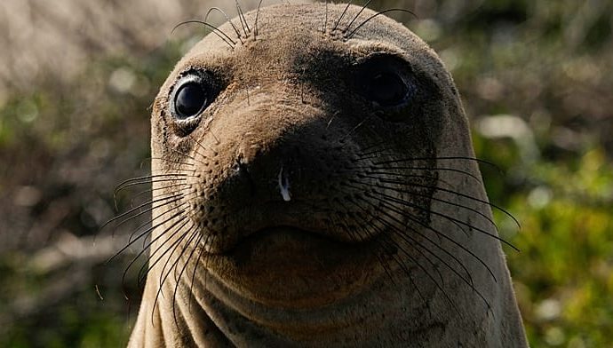 unexpected-beach-guest:-elephant-seal-draws-crowds-in-rio