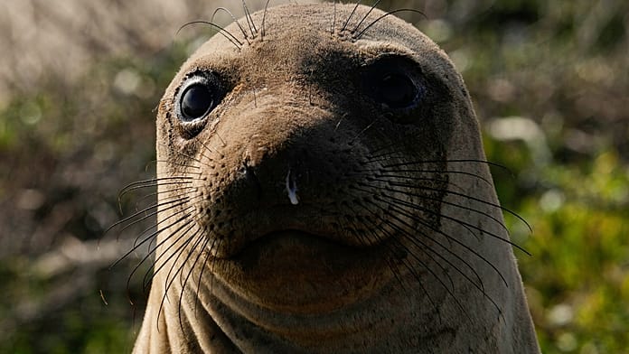 unexpected-beach-guest:-elephant-seal-draws-crowds-in-rio