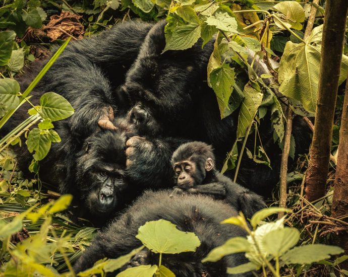 ‘nature-can-recover’:-inside-the-race-to-rescue-world’s-crisis-hit-wildlife