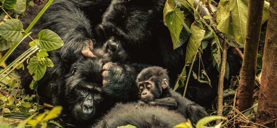 ‘nature-can-recover’:-inside-the-race-to-rescue-world’s-crisis-hit-wildlife