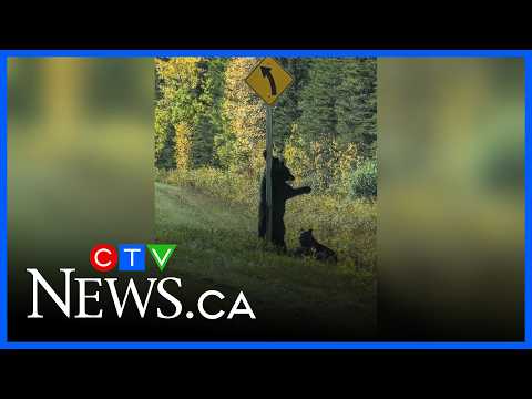 bear-scratches-itch-on-highway-sign