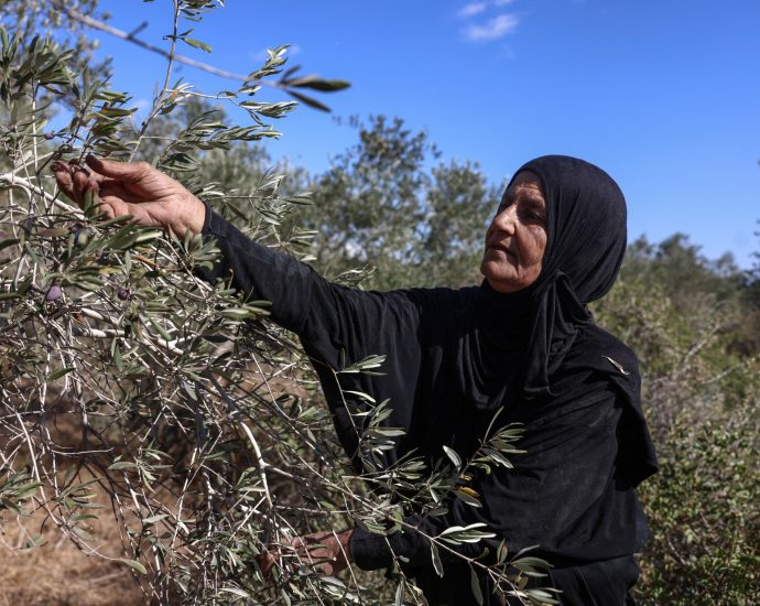 israeli-settlers-take-palestinian-olives,-and-their-harvest-traditions